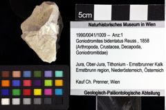 Foto (Objket + Etiketten) von Goniodromites bidentatus (Reuss, 1858) 